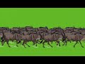 Wildbeast Animal Stampede Green Screen | Animal Stampede Green Screen