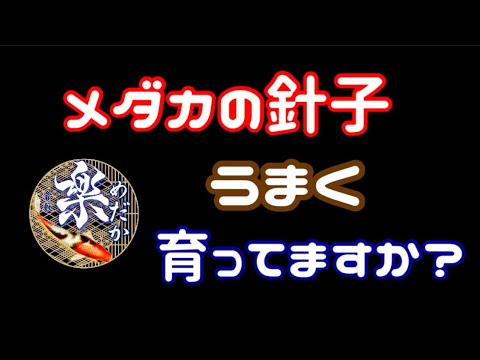 初心者用　メダカ飼育針子の育成は意外と簡単！　バケツ飼育で簡単育成！　＠楽めだか