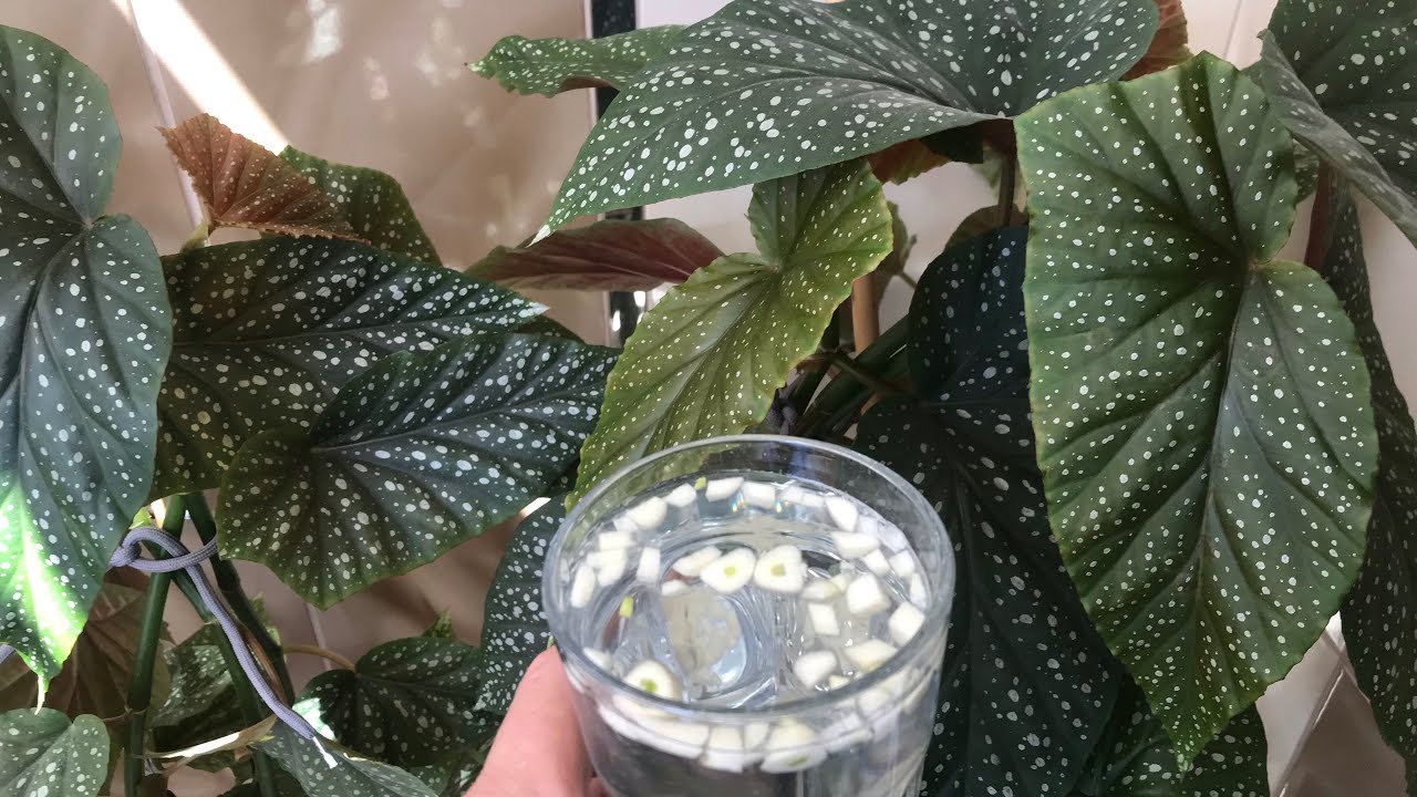 Bir Bardak Veriyorum Çilli Begonyalarım Patır Patır Çiçek Açıyorlar 💰💰💯💯