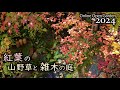 紅葉の山野草と雑木の庭 オンラインオープンガーデン(2024/12/7)