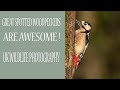 GREAT SPOTTED WOODPECKERS ARE AWESOME/WILDLIFE PHOTOGRAPHY