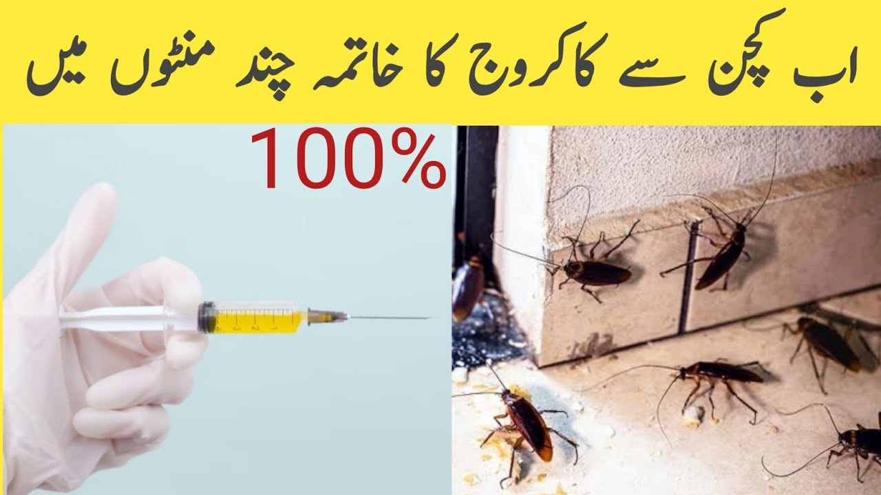 cockroach bhagane ka tarika|best cockroaches killer | remedy for ...