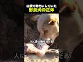 【 山頂で物乞いしていた野良犬の正体 】