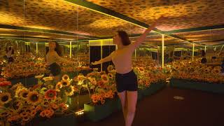 Van Gogh Alive x Birmingham Royal Ballet Sunflower Solo