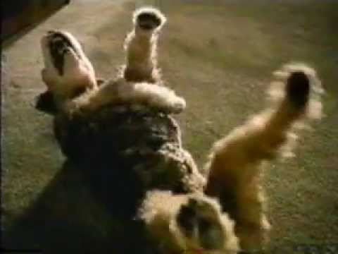 Classic Geico commercials - YouTube