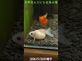 【アクアリウム水景】2026/5/22の熱帯魚＆エビ＆金魚【ワダッシュ】