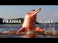 Amazon River Dolphins: Pink Freshwater Dolphins That Eat Piranhas