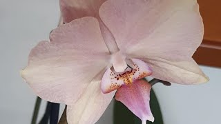 видео: Декабрь-сезон пересадок! 😲🤭 Мои подростки подросли👩🍼 Проклятый красный клещ 🪳Сорта в описании 👇 картинка: Декабрь-сезон пересадок! 😲🤭 Мои подростки подросли👩🍼 Проклятый красный клещ 🪳Сорта в описании 👇