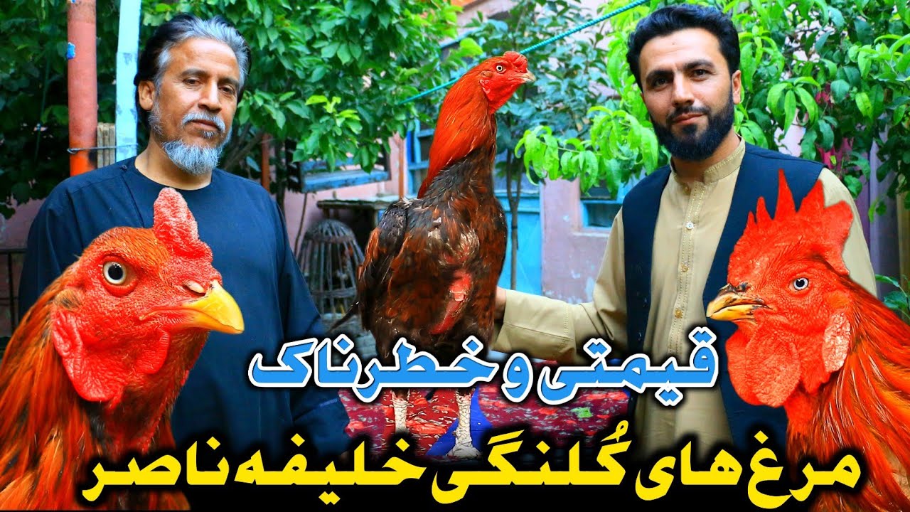 قیمت ترین و خطرناک ترین مرغ کُلنگی افغانستان|فروش مرغ افغانستان در ایران به 175،000 هزار افغانی| شوق