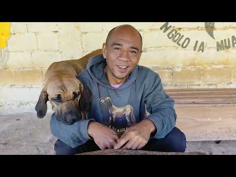 O futuro na chácara Teramoto, cadê o Tupinha? #cachorro #filabrasileiro #pets