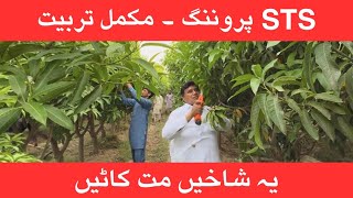 Small Tree System: Special Training on Mango Pruning – Critical Steps and Key Parameters