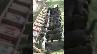 bakri palan goat farming India murgi palan poultry farm Europe