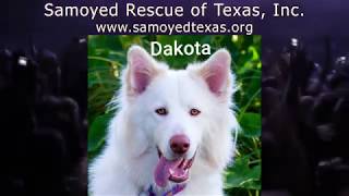 samoyed texas