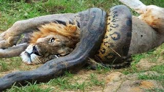 Why Anacondas May Be The Most Powerful Creatures On Earth