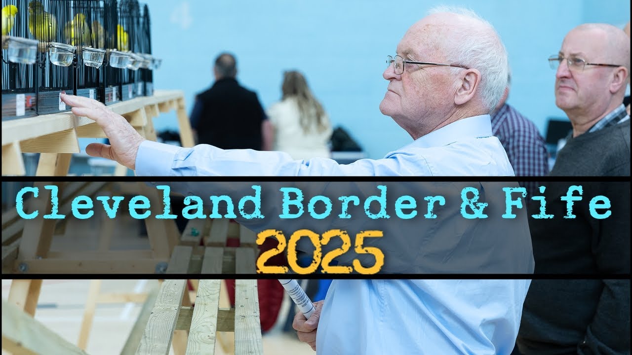 CLEVELAND BORDER & FIFE CLUB SHOW 2025