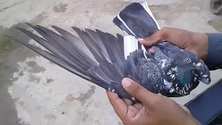 Dub Or Moti Walay Jora My Home Pigeons