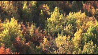 AT autumn colours 005