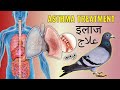 All Type Of Asthma 110% Treatment From Forest Pigeon