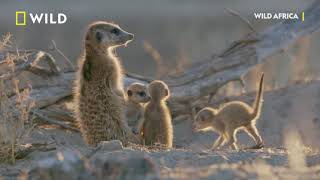 Cobra vs Meerkat