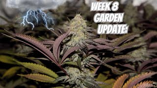WEATHERING THE STORM: Week 8 Organic Living Soil Garden Update