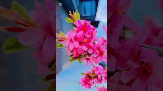 Spring Vibes #nature #naturelovers #naturephotography
