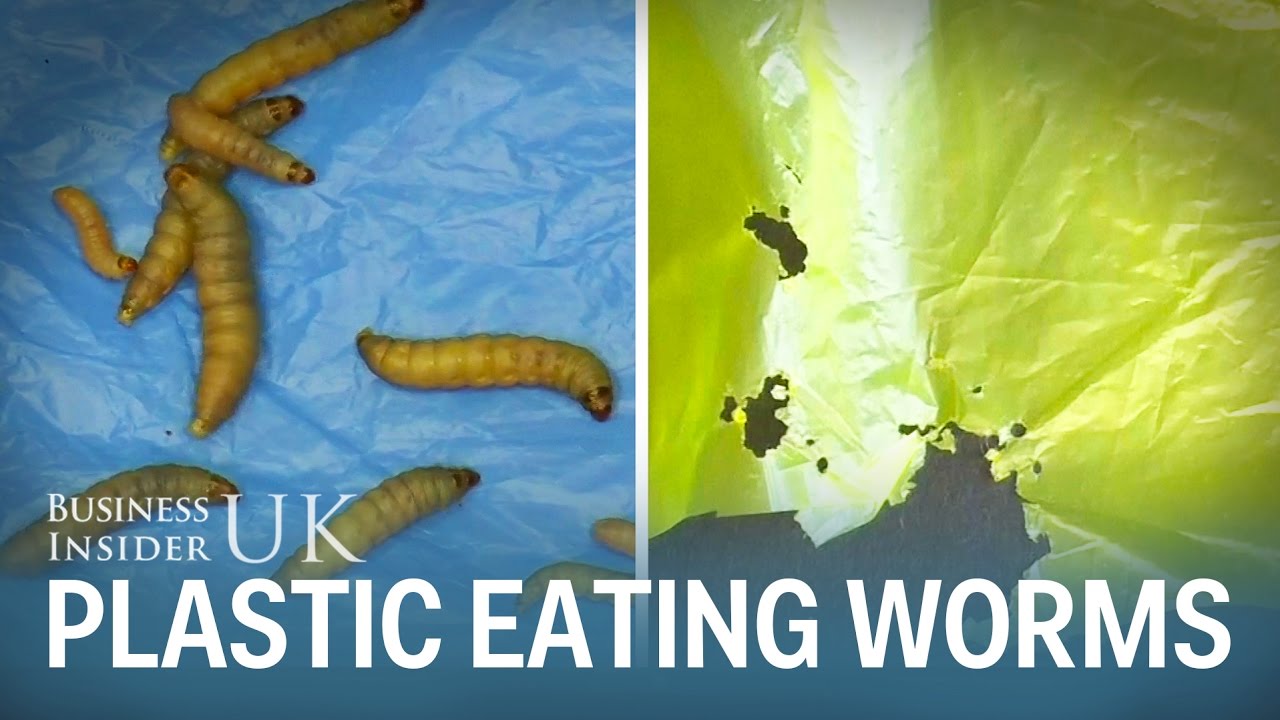 Scientists discovered plastic-eating worms that could reduce pollution 