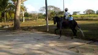 fina estampa.3GP