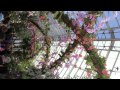Botanical Bronx Orchid Garden