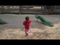 Peacocks' calls scare a toddler