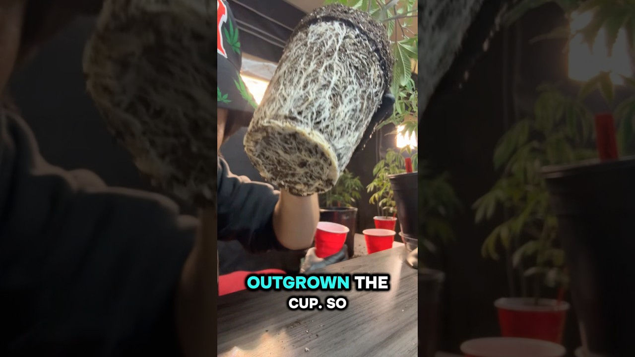 День трансплантации 