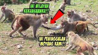 MENEGANGKAN! Dua Kelompok Monyet Bertarung Memperebutkan WIlayah Kekuasaan!
