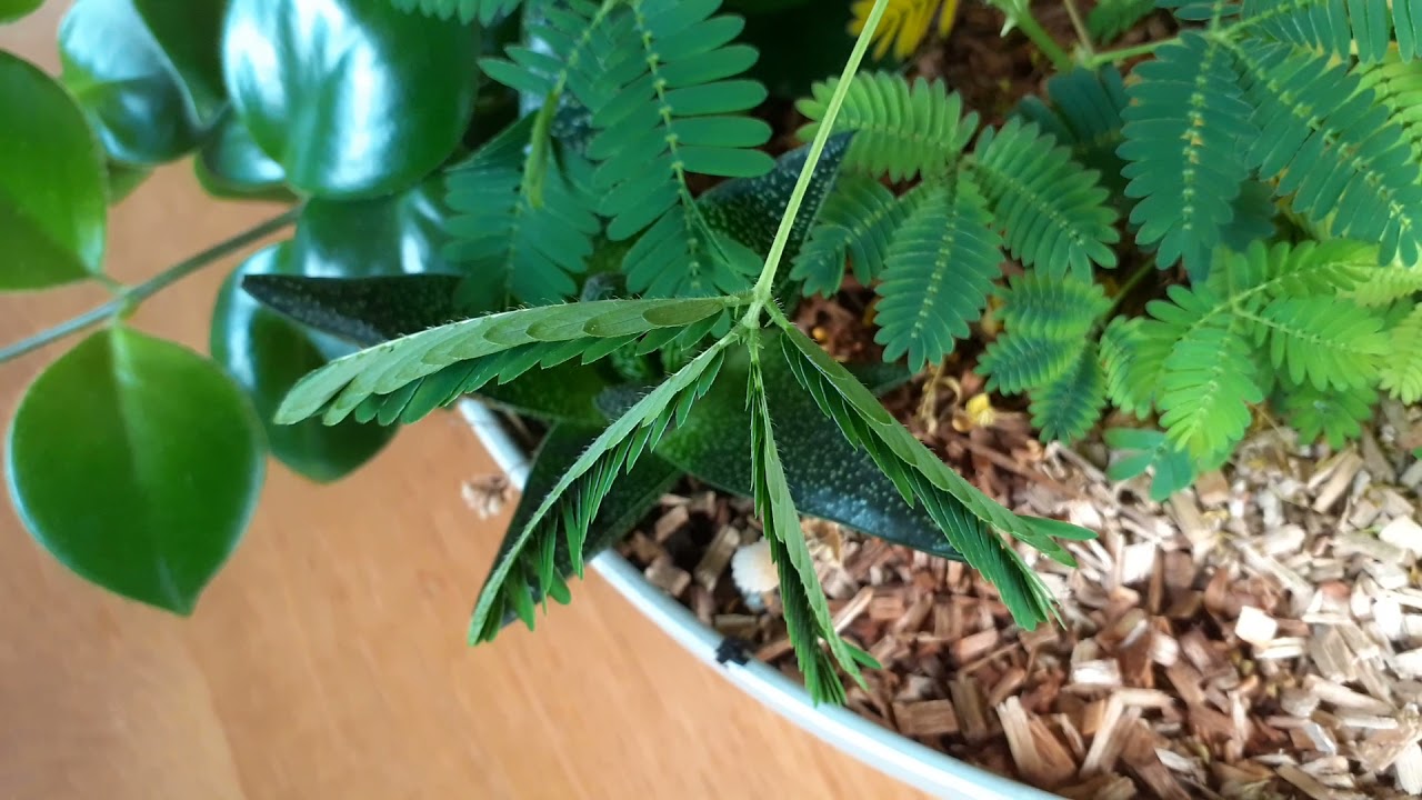 Kruidje roer me niet!