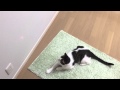 YAZAWA レーザーポインタで遊ぶ猫 Cat chasing a laser pointer