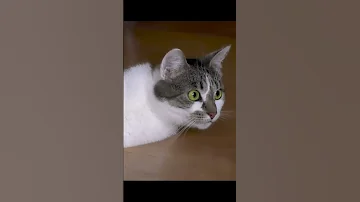 сколько позвонков у кошки?