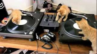 DJ Kittens Scratching away on Decks