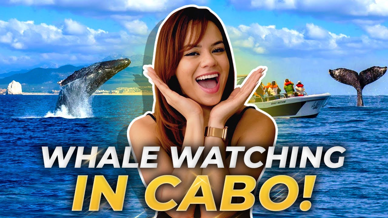 Sail Into Wonder: A Whale Watching & Spectacular Boat Trip In Cabo San Lucas | Cabo San Lucas Living