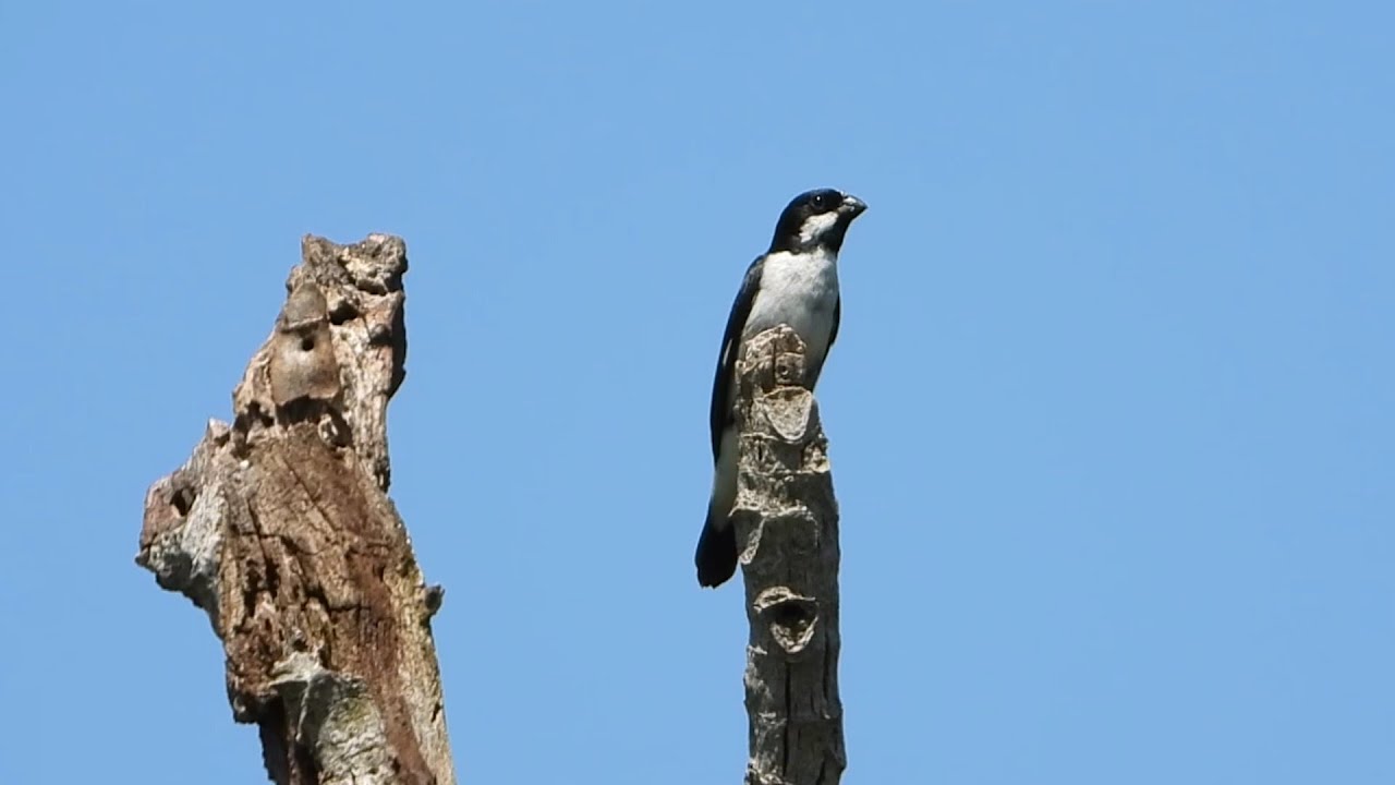 Bigodinho vocalizando no balanço do vento, Sporophila lineola, Lined