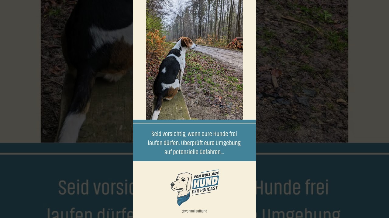 Sichere Umgebung - Sichere Gassirunde