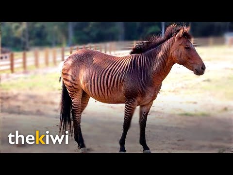 Zebroids: The strange circus cross between a zebra and a horse