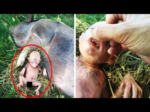 Video: The Secret Of Blue Blood And The Appearance Of A Domestic Pig - Alternative View