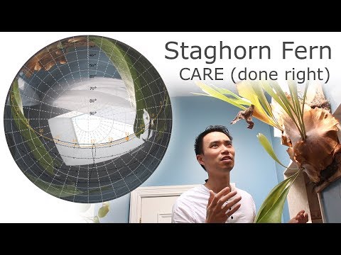 Video: Staghorn Fern Care - miten kasvattaa saniainen sisätiloissa ja puutarhassa