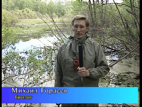 Сабельник болотный - лекарственное растение от болей в суставах
