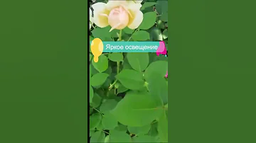 Где сажать розы на участке? 🌹