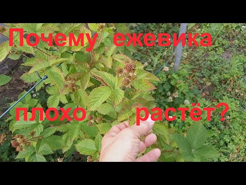 Видео: Ежевика не плодоносит - почему на кусте ежевики не растут ягоды