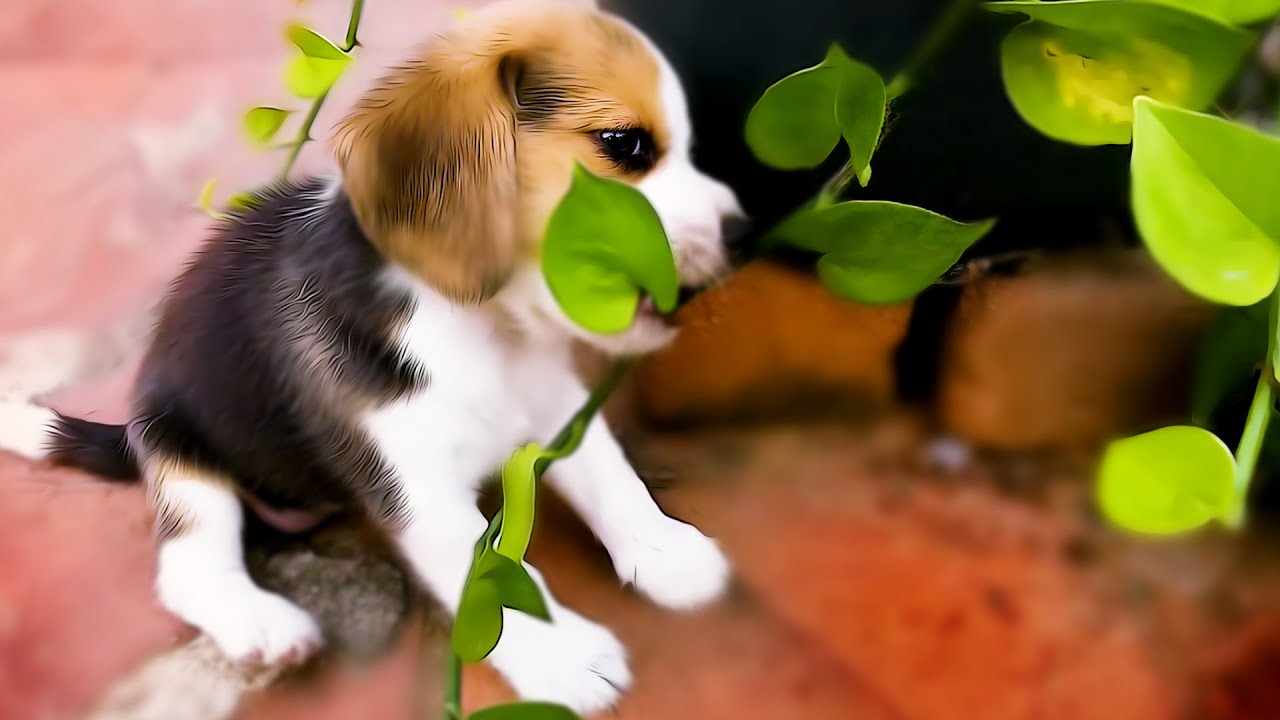 Le Beagle Prix Caractere Alimentation Et Education