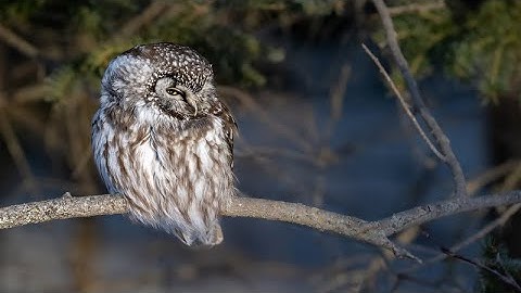 Sax Zim Bog Feb 2025