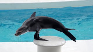 Sea Lion Performance Kamogawa Sea World  【4K】