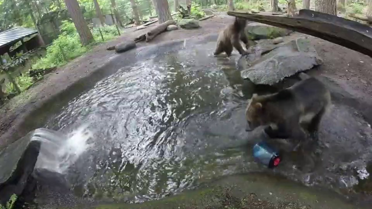 Grizzlies with bear canisters YouTube