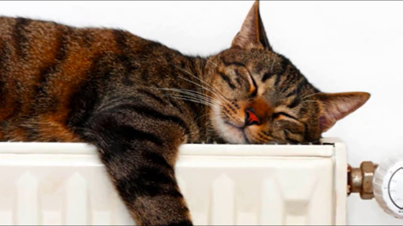 Care for Cats Arthritis in Cats Cat Tips YouTube