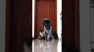 Here we come. #mainecoon #cats by Felis Gallery by Robert Sijka 425,148 views 3 months ago 1 minute, 1 second